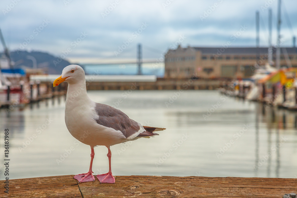 Fototapeta premium Freedom and travel concept. Seagull at Pier 39 in Fisherman's Wharf, San Francisco, California, United States. Golden Gate Bridge and docked boats on blurred background. Summer holidays concept.