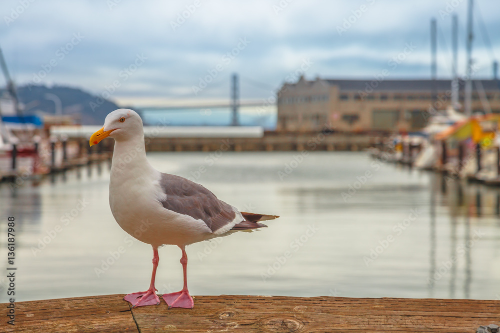 Freedom and travel concept. Seagull at Pier 39 in Fisherman's Wharf, San Francisco, California, United States. Golden Gate Bridge and docked boats on blurred background. Summer holidays concept.