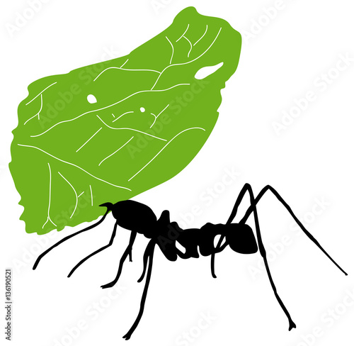 Leaf-cutter ant, Acromyrmex octospinosus, carrying leaf in front of white background.