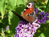 Fuchsschwanz Schmetterling auf einer Blume im Frühling