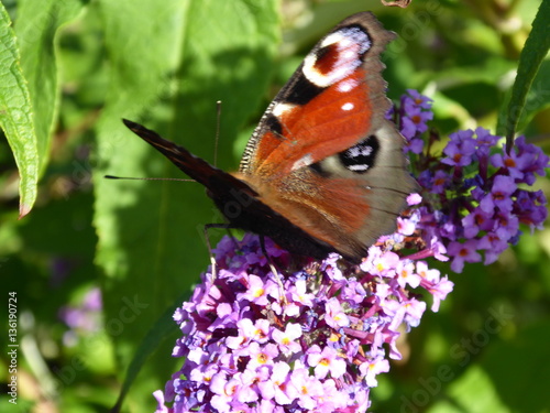 Fuchsschwanz Schmetterling auf einer Blume im Frühling