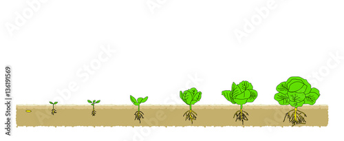 Есо Cabbage grows from the seed stage plant growing White Background