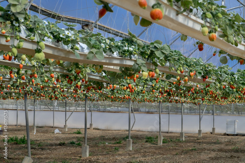 Growing organic sweet hydroponic Strawberries in greenhouse. Isr photo