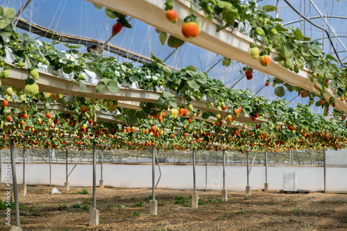 Growing organic sweet hydroponic Strawberries in greenhouse. Isr