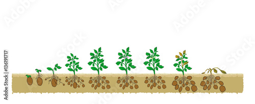 Есо Patato grows from the seed stage plant growing White Background