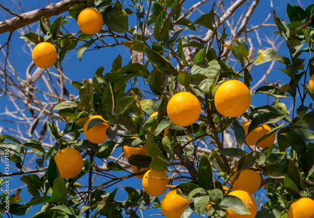 A oranges spangled tree on blue sky background A oranges spangled tree on blue sky background