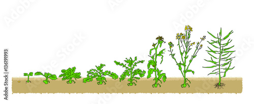 Есо Winter Rape grows from the seed stage plant growing White Background