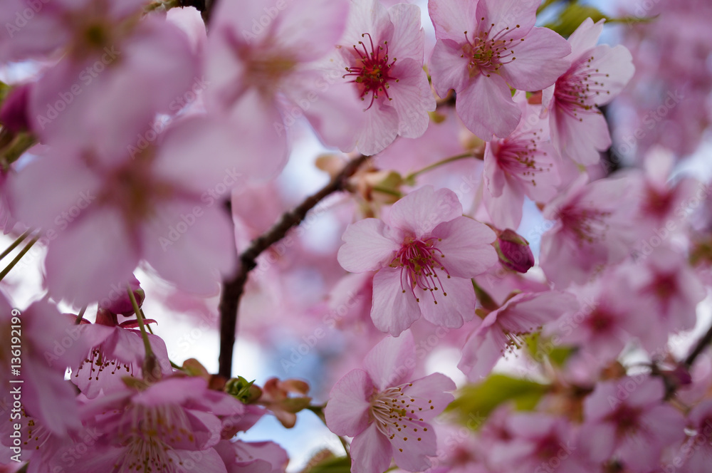 Obraz premium 河津桜