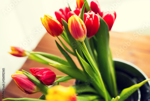 Fototapeta Naklejka Na Ścianę i Meble -  close up of tulip flowers
