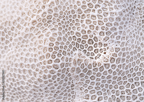 Canvas Print Coral texture