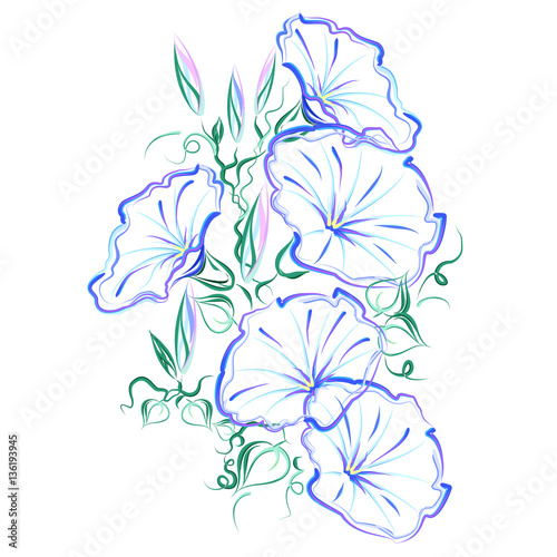 Morning glory vine (bindweed, Ipomoea tricolor). Hand drawn stylized color vector brush sketch of morning glory blue flowers, buds and twisted vines for greeting cards.