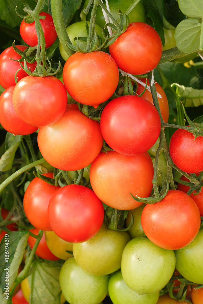 Red cherry tomatoes ripening