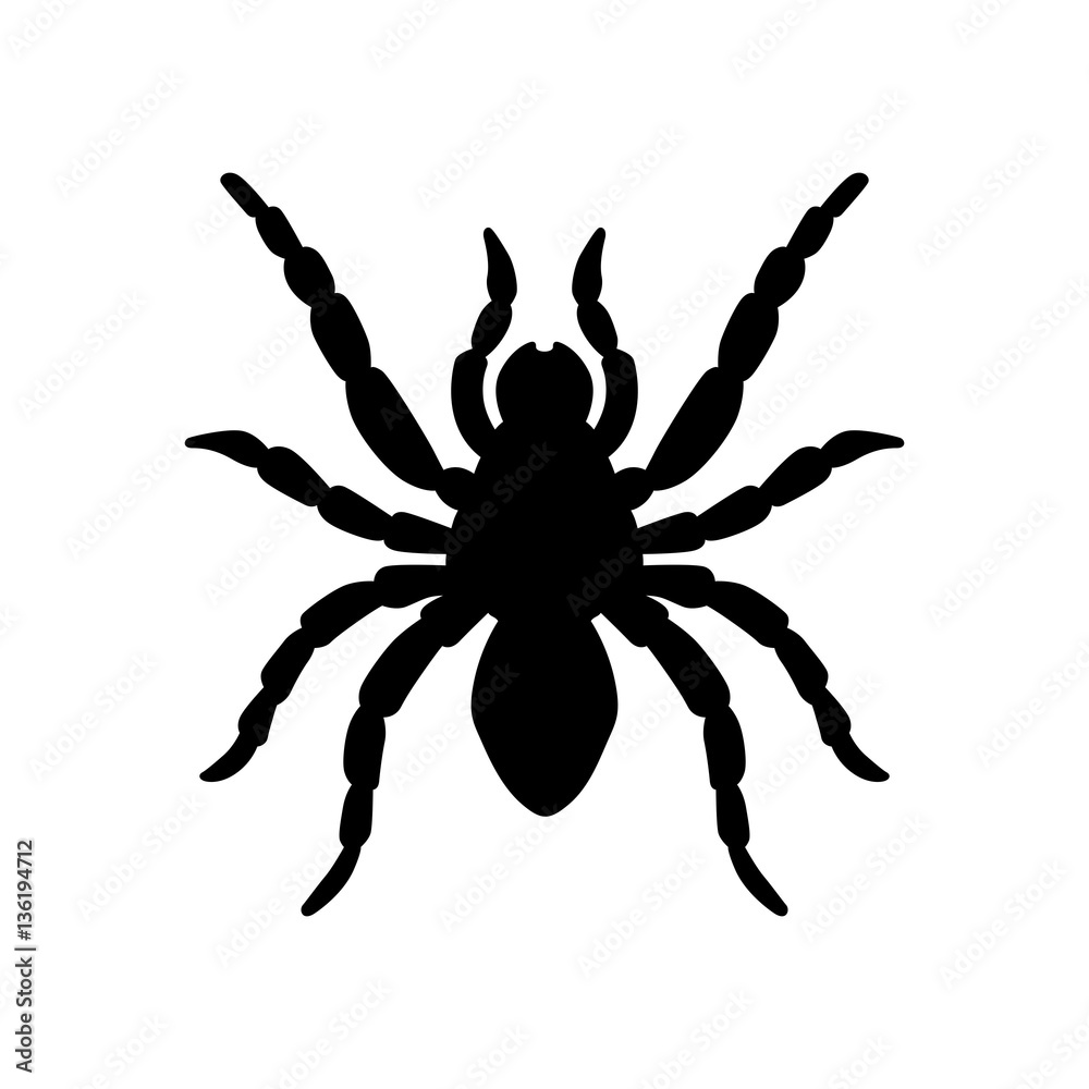Obraz premium Tarantula