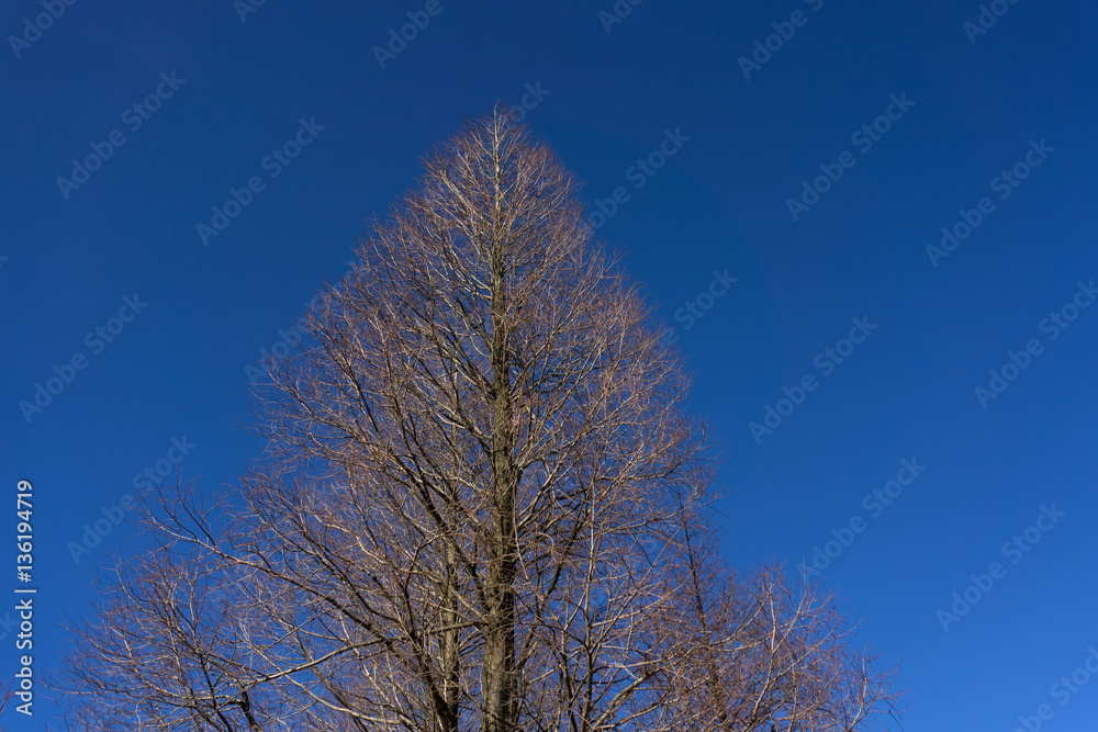 Dry tree no leaf with blue sky background in winter. Dry tree no leaf with blue sky background in winter.