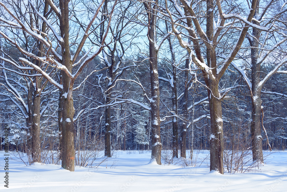 Winter oak forest landscape. Oak tree trunks and branches covered with snow.