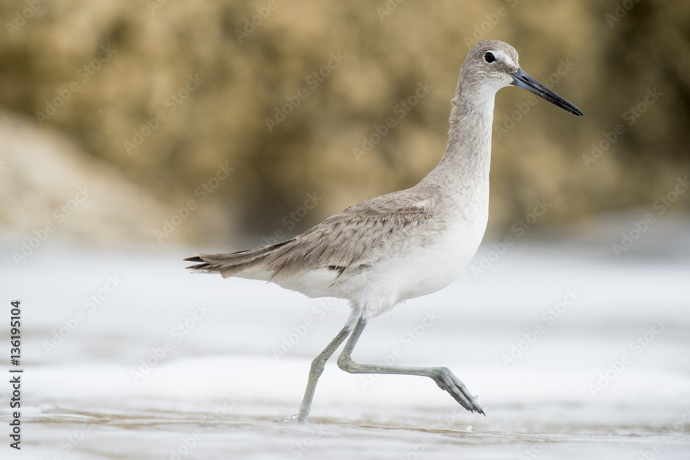 A Willet walks in the shallow ocean water as it splashes around its legs in soft overcast light. A Willet walks in the shallow ocean water as it splashes around its legs in soft overcast light.