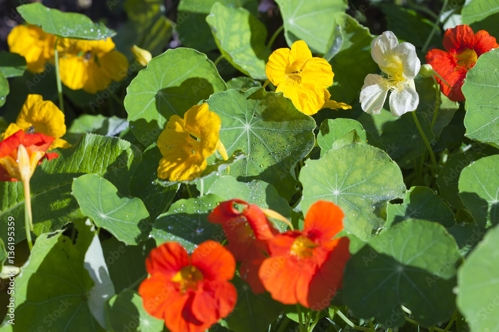 Nasturtium (Indian cress) flowers orange.. Nasturtium (Indian cress) flowers orange..