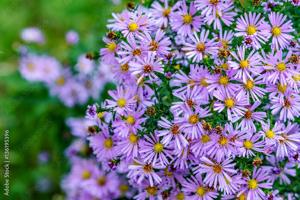 Beautiful purple blooming daisy flower. Natural summer flower background. Close up view Beautiful purple blooming daisy flower. Natural summer flower background. Close up view