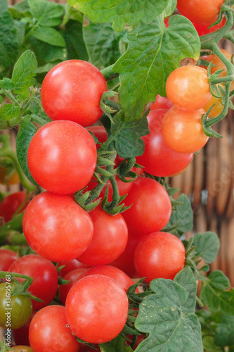 Red cherry tomatoes growing