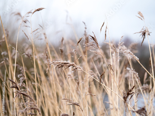 Grasses growing near water