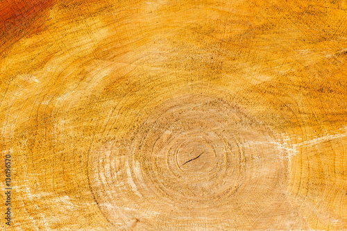 Cross section of tree trunk showing growth rings
