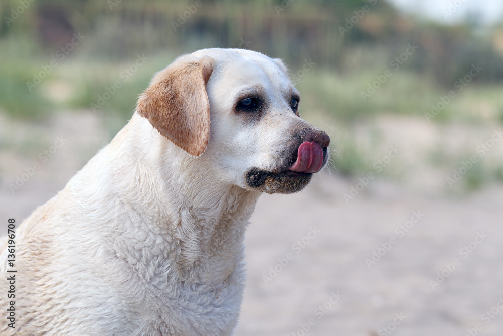 labrador by the sea portrait