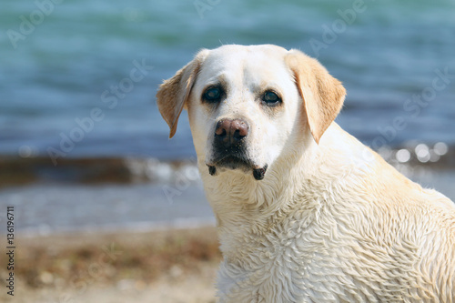 a labrador by the sea portrait