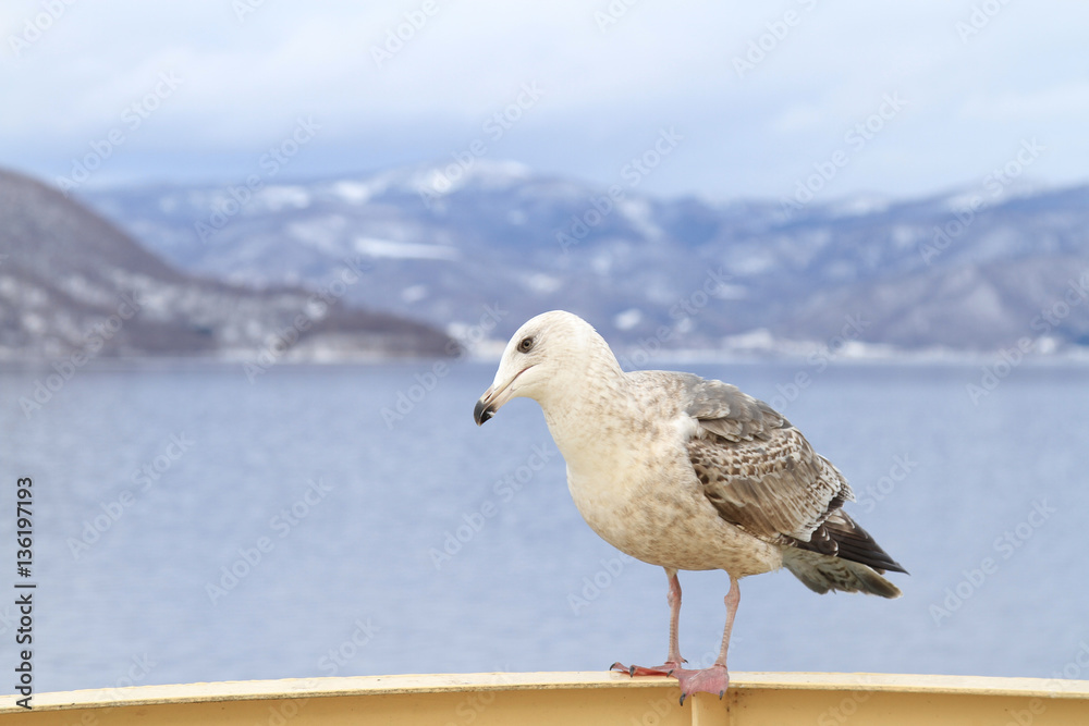 Seagull perching on a handrail of cruise ship Seagull perching on a handrail of cruise ship