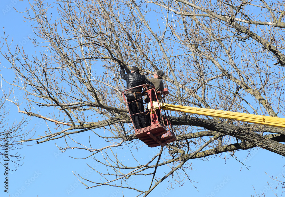 Pruning trees using a lift-arm