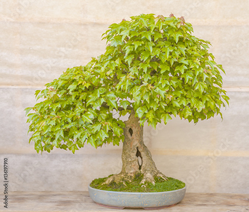 Green bonsai tree in a ceramic pot
