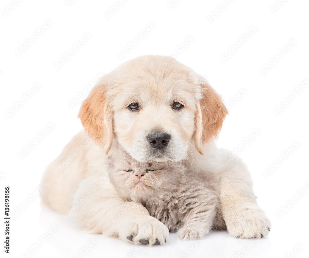 puppy golden retriever hugging a small kitten. isolated on white puppy golden retriever hugging a small kitten. isolated on white