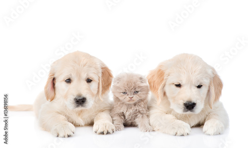 little kitten lies between two golden retriever puppies. isolated on white