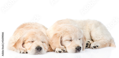 Two sleeping golden retriever puppy. isolated on white background