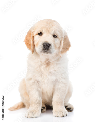 Cute golden retriever puppy looking at the camera. isolated on white