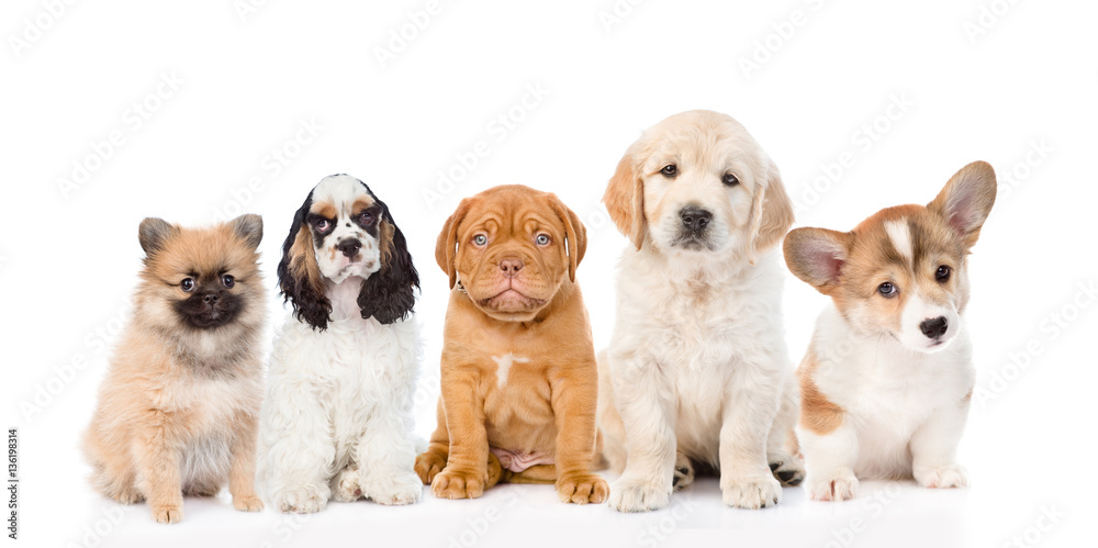 group of purebred puppies. isolated on white background