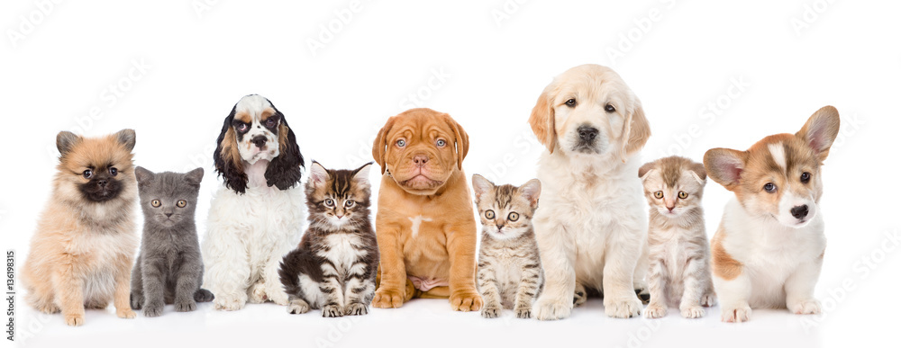 Obraz premium Group of cats and dogs sitting in a row. isolated on white 