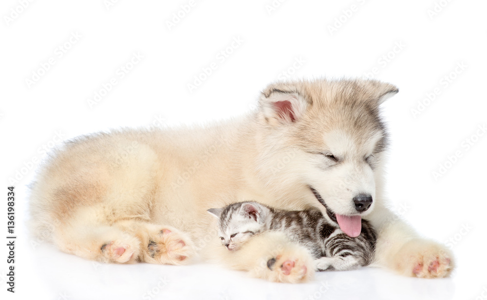 Puppy sleeping with kitten. isolated on white background Puppy sleeping with kitten. isolated on white background