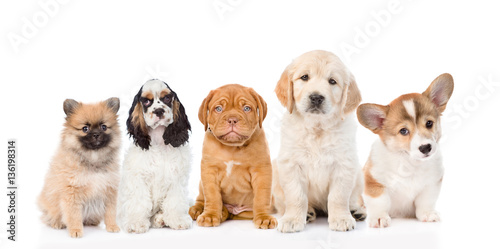 Fototapeta Naklejka Na Ścianę i Meble -  group of purebred puppies. isolated on white background