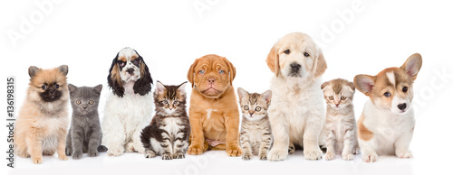 Group of cats and dogs sitting in a row. isolated on white 