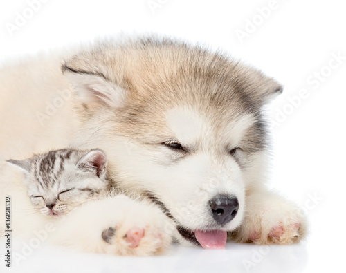 Close up puppy sleeping with kitten. isolated on white background © Ermolaev Alexandr