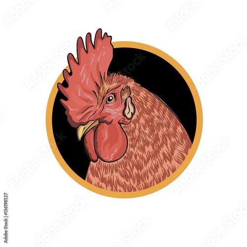 chicken breeding. animal husbandry. livestock
