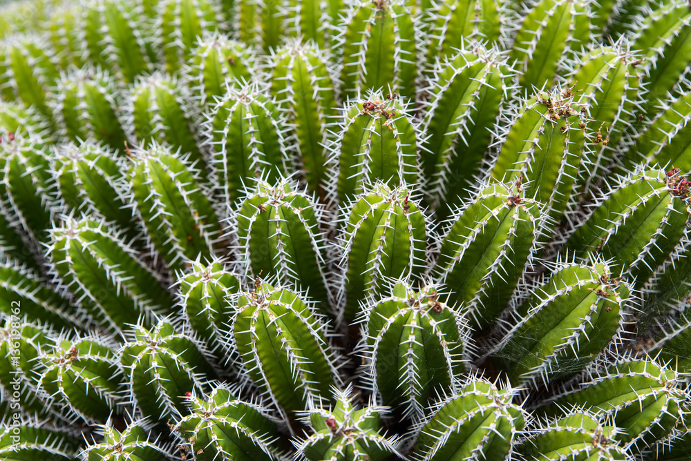 Piante Grasse nel Giardino dei Cactus - Lanzarote - Canarie