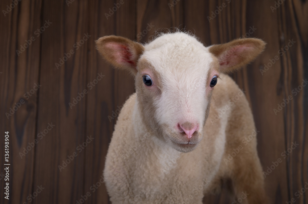 Fototapeta premium lamb