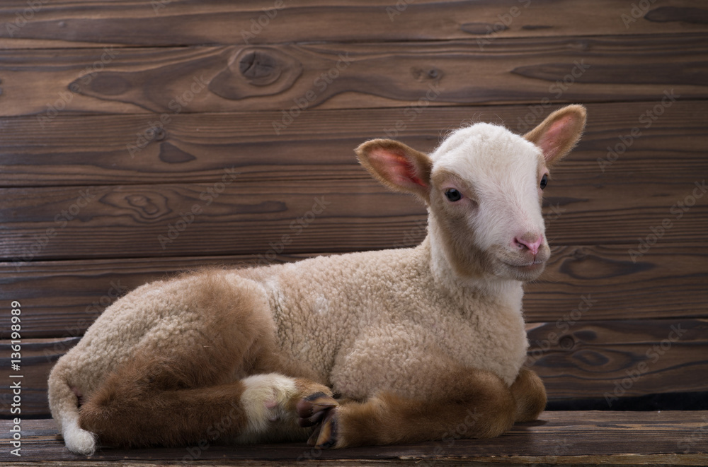 Fototapeta premium lamb