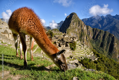 Llama in front of Machu Picchu near Cusco, Peru. Machu Picchu is a Peruvian Historical Sanctuary.
