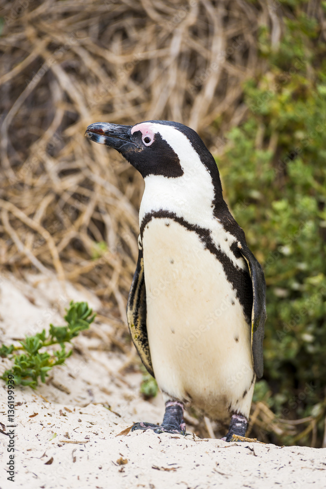 Fototapeta premium African Penguin