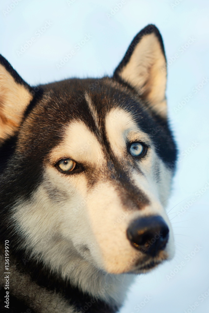 Portrait of a husky dog with blue eyes on the background of blue sky.