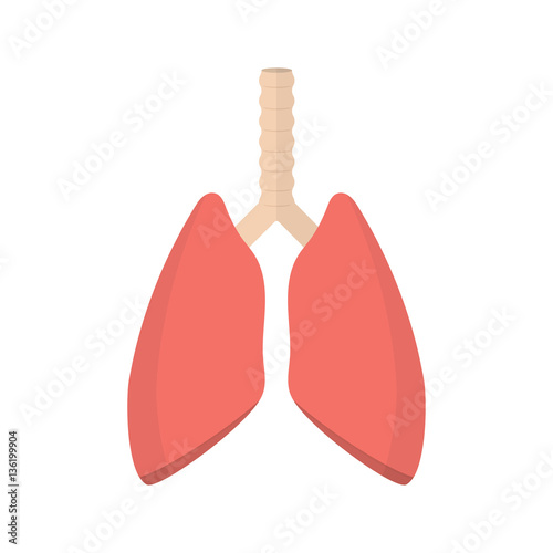 pulmonary system, human lungs.