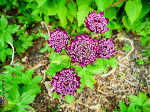 Astrantia Major ' Ruby Wedding', also known as great masterwort,