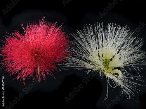 Close up of Red and White Powder Puff or Calliandra haematocephala Hassk isolated on black background photo